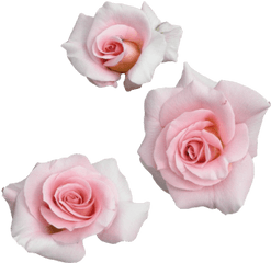 Transparent Flower - Transparent Flowers Png