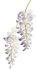 Pin - Watercolor Flower Purple Png