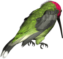 Hummingbird Png Picture - Clip Art