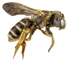 Honey Flying Bee Free Download PNG HD