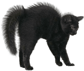 Download Black Cat Png Image For - Halloween Black Cat