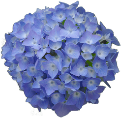 Hydrangea Flower Png 3 Image - Hydrangea Flower Png