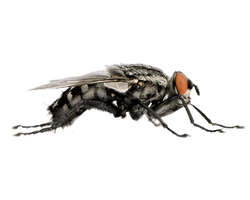 Flies File - Free PNG