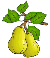 Vector Green Pears PNG Image High Quality