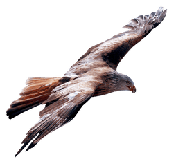 Eagle Fly Png Image - Eagle Flying Bird Png