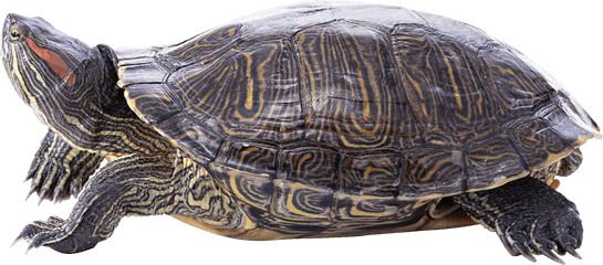 Turtle Png Images Free Download - Painted Turtle Transparent Background