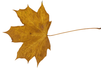 10 Maple Leaves Png Transparent Onlygfxcom - Transparent Dry Leaf Png