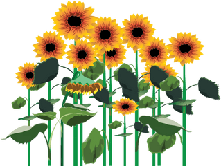 Sunflowers Png Clipart - Full Size Clipart 3480574 Transparent Sunflower Plants Png