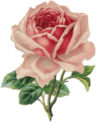 Florals Png - Vintage Rose Clipart