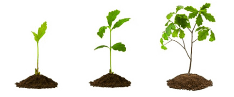 Growing Plant Picture Free Transparent Image HD - Free PNG