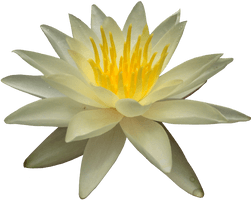 Water Lily Png Picture