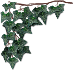 Dark Green Hanging Ivy Left - Ivy Png