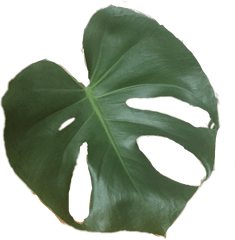 Plant - Swiss Cheese Plant Png