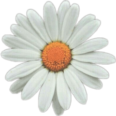 Daisy Png Tumblr Picture - Sunflower White Png