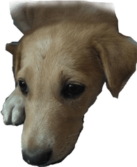 Dog Face - Companion Dog Png