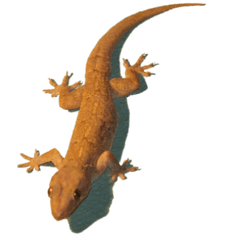 Png Transparent House Lizard - Home Lizard Images Hd