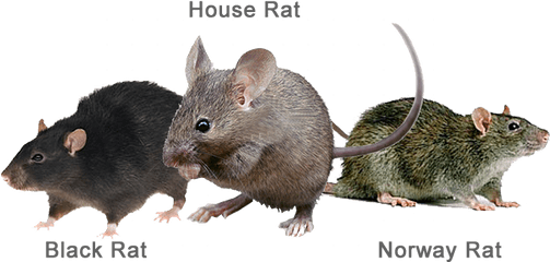 Rats Are Some Of The Most Troublesome And Damaging - Types Rat Png