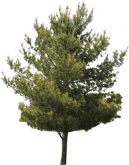 Jack Tree Transparent Images - AaÃ§ Png