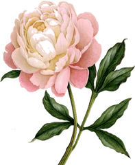 Peony Jpg Freeuse Stock Free Png Files - Transparent Peony Clipart