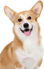 Rescue - Corgi Png