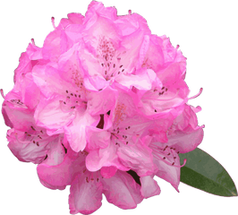 Pink Plant Flower Png Clipart - Rhododendron Png