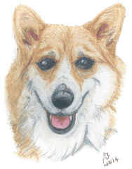 Corgi Png - Corgi Dog Watercolour Pencil Drawing Pembroke Welsh Corgi