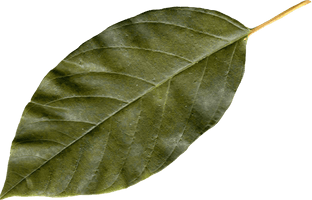 Autumn Png Leaf