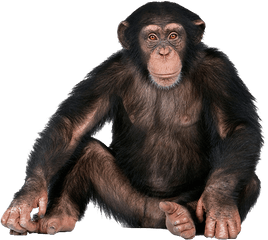 Png Background - Monkey Png