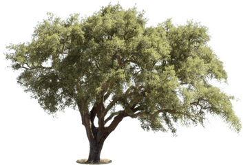 Mediterranean Trees - Mediterranean Trees Png