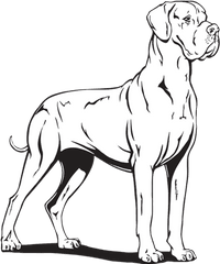 Dog Breed Great Dane - Draw A Great Dane Png