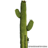 Transparent Cactus Plant - Free PNG