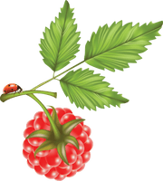 Rraspberry Png Image
