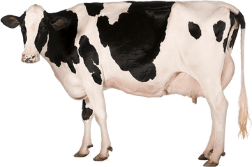 Holstein Cow Png Hd Transparent Hdpng Images - Cow Png