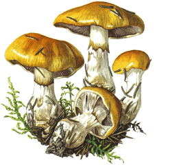 Champignonspngtubes Stuffed Mushrooms Mushroom Art - Mushrooms Botanical Drawing Png