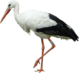 White Stork - Stork Bird Png