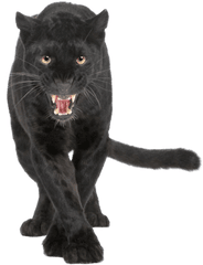 Panther Png Hd - Black Leopard Png