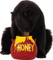 Brown Bear Eats Honey Png Image