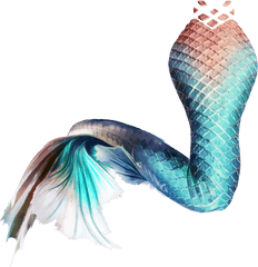 Download Mermaid Tail Sticker - Mermaid Tail Png Transparent