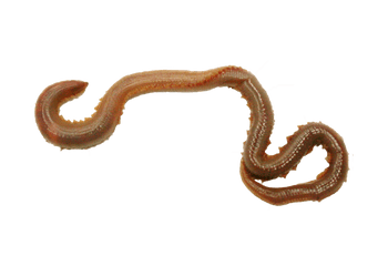 Earthworm Png Image With - Annelid Png