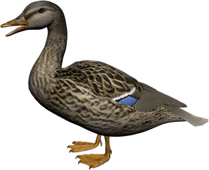 Duck Png Image Free Download - Female Mallard Duck Png