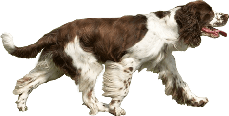 Png Images Transparent Background Free - Dog Running Png