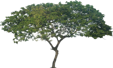 Png Collections - Samanea Saman Tree Png