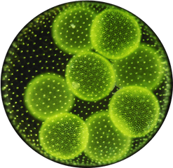 Download Sea Algae - Information Of Algae Png