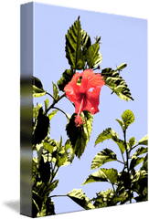 Tropical Flower By Nina Chase - Shoeblackplant Png