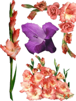 Gladiolus Photos - Free PNG