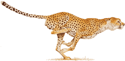 Cheetah Transparent - Free PNG
