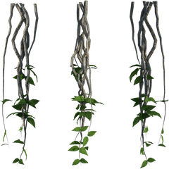 Vines Jungle Leaves - Tanaman Rambat Kayu Hutan Png