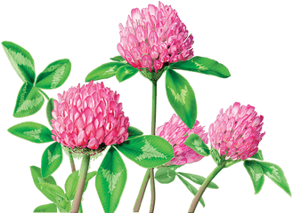 Clover Flower Png U0026 Free Flowerpng Transparent - Red Clover Tea Png