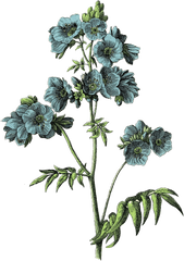 Download Freetoeditvintage Draw Flower Aesthetic - Blue Botanical Flowers Png