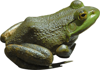 Png Frog Picture - Frog Png